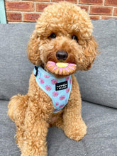 Load image into Gallery viewer, miniature poodle wearing a flower print dog harness
