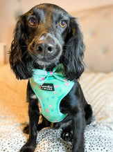 Load image into Gallery viewer, cocker spaniel dog wearing a sea turtle print dog harness

