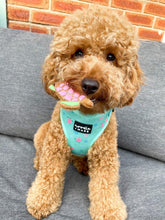 Load image into Gallery viewer, miniature poodle dog wearing a sea turtle print dog harness
