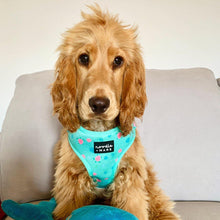 Load image into Gallery viewer, cocker spaniel dog wearing a sea turtle print dog harness
