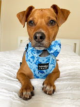 Load image into Gallery viewer, terrier dog wearing a moana ocean print dog harness

