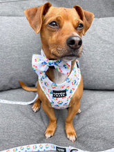 Load image into Gallery viewer, terrier dog wearing a rainbow paw print dog harness
