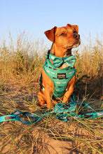 Load image into Gallery viewer, terrier dog wearing a whale print dog harness
