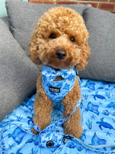 Load image into Gallery viewer, miniature poodle dog wearing a moana ocean print dog harness

