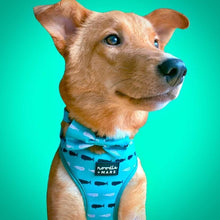 Load image into Gallery viewer, rescue dog wearing a whale print dog harness and dog bow tie
