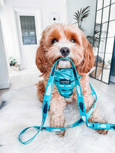 Load image into Gallery viewer, cavapoo dog wearing a whale print dog harness
