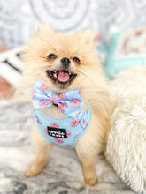Load image into Gallery viewer, Pomeranian dog wearing a flower print dog harness
