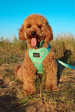 Load image into Gallery viewer, miniature poodle dog wearing a sea turtle print dog harness
